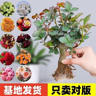 玫瑰花苗老桩大花浓香花卉绿植物盆栽月季蔷薇室内外阳台四季好养