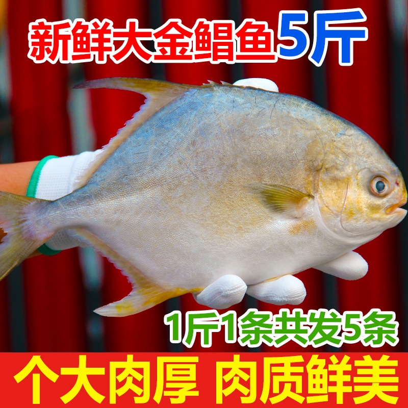新鲜鲳鱼5斤5条速冻水产金昌