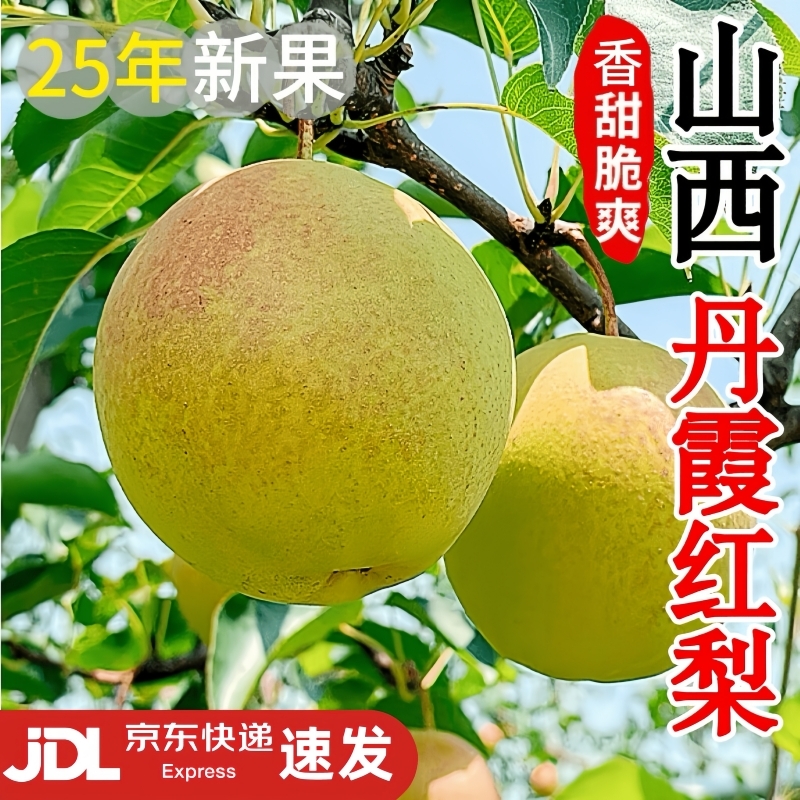 京东包邮正宗山西丹霞红香梨新鲜水果当季现摘脆甜多汁酥梨蜜梨