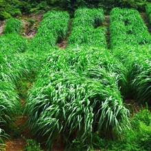 黑麦草种籽子鱼草种籽四季多年生牧草种子鸡鸭牛羊草种a玉米菊苣