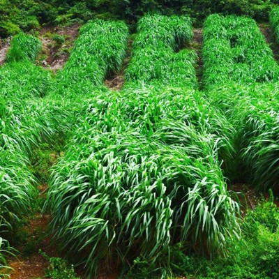 黑麦草种籽子鱼草种籽四季多年生牧草种子鸡鸭牛羊草种a玉米菊苣