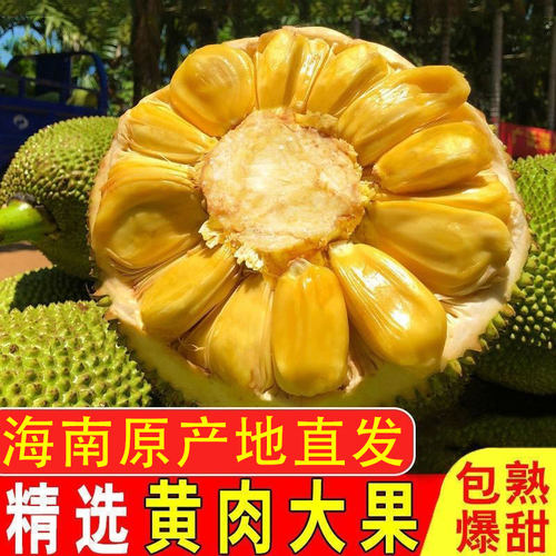 现摘海南黄肉菠萝蜜整个大果