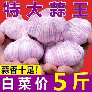 金乡新干蒜山东大蒜头干蒜批发农家手选大蒜头紫白皮产地价包邮