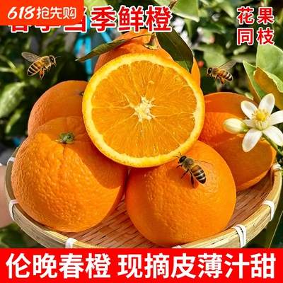 正宗秭归伦晚春橙新鲜当季水果湖北时令包邮整箱甜橙子大果现摘