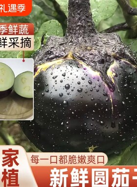 山东寿光茄子紫皮茄子圆茄子新鲜现摘批发时令整箱当季无公害薄皮