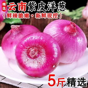 新鲜紫皮洋葱农家自种现挖5斤/9斤当季蔬菜水果吃脆甜汁水饱满嫩