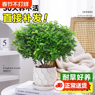 正宗清香胡椒木盆栽花卉室内外驱蚊草植物树苗老桩盆景九里香绿植