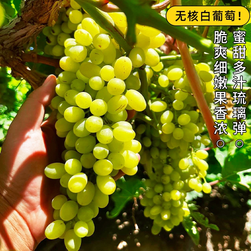 新疆无核白葡萄！爆甜多汁！