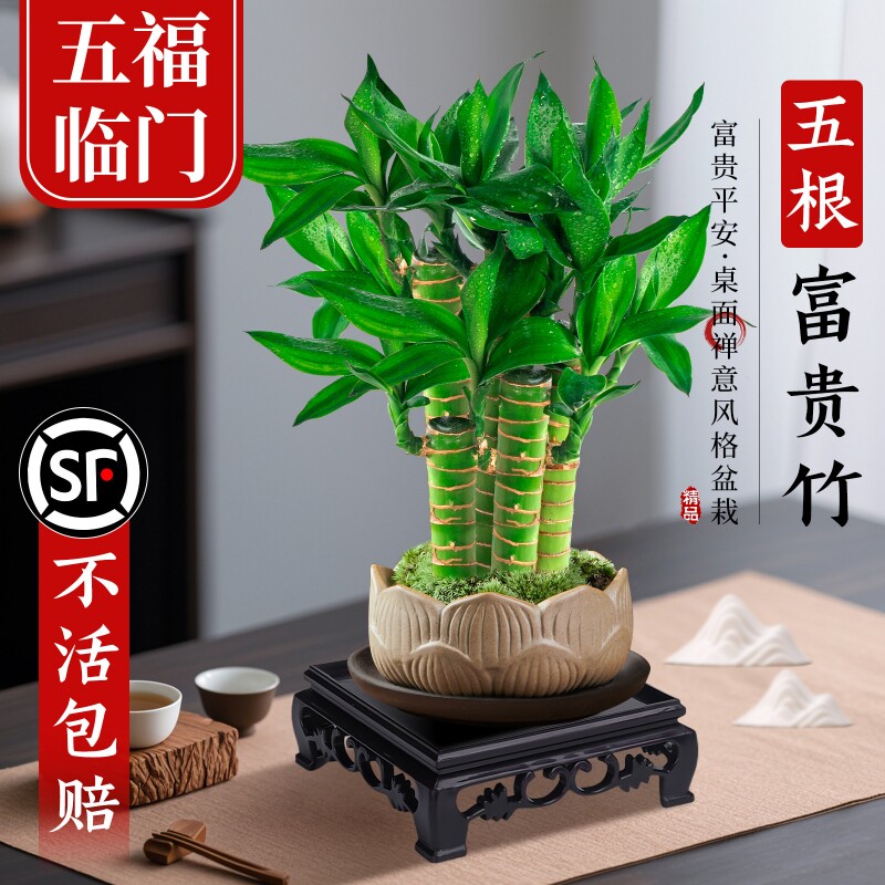 富贵竹植物客厅招财文昌竹盆栽盆景竹子室内绿植桌面小叶办公桌
