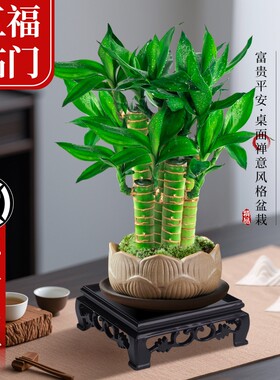 富贵竹植物客厅招财文昌竹盆栽盆景竹子室内绿植桌面小叶花盆陶瓷