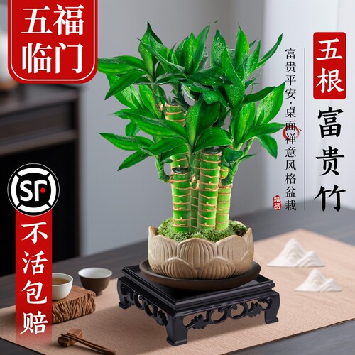 富贵竹植物客厅招财文昌竹盆栽盆景竹子室内绿植桌面小叶花盆陶瓷