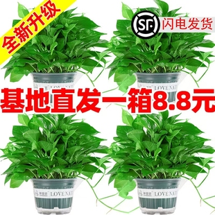 绿箩盆栽植物室内客厅净化空气水培办公室绿植长藤大叶绿萝吸甲醛