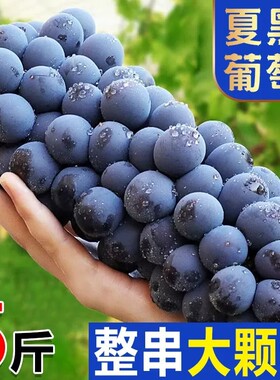 空运葡萄现摘夏黑无籽黑蜜整串装新鲜水果非巨峰黑