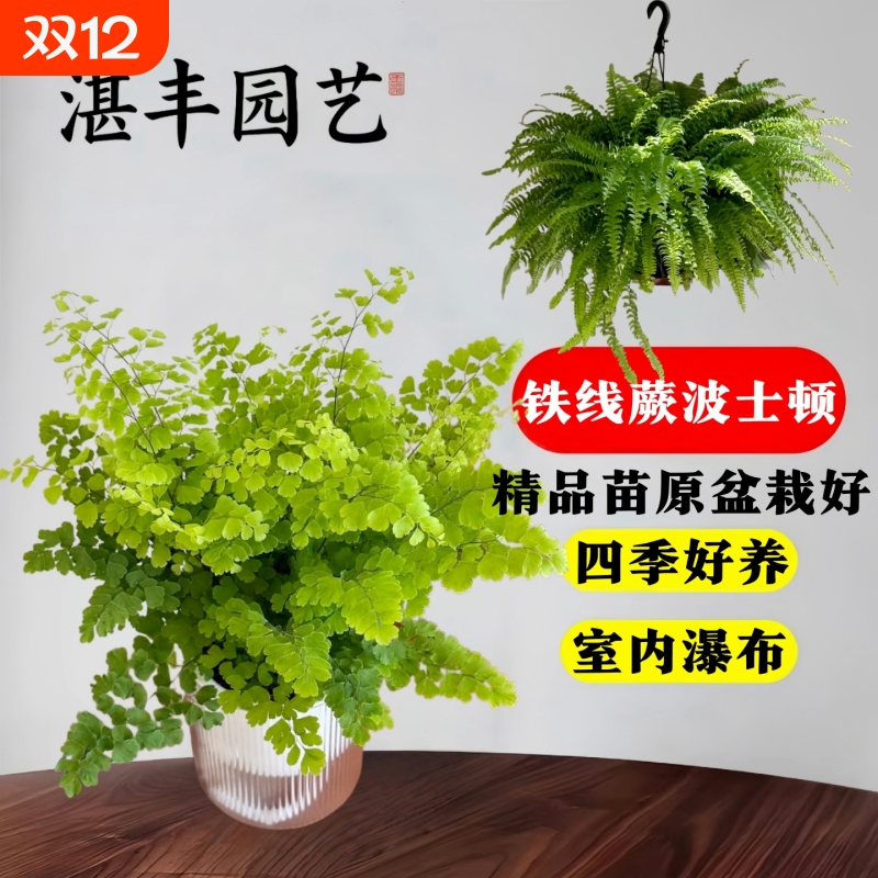铁线蕨禄植盆栽室内耐寒耐阴蕨类植物客厅绿植凤尾蕨铁丝草小苗