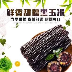 新苞米鲜甜精选紫玉米棒香甜黑糯玉米真空粘糯玉米新鲜农家棒代餐