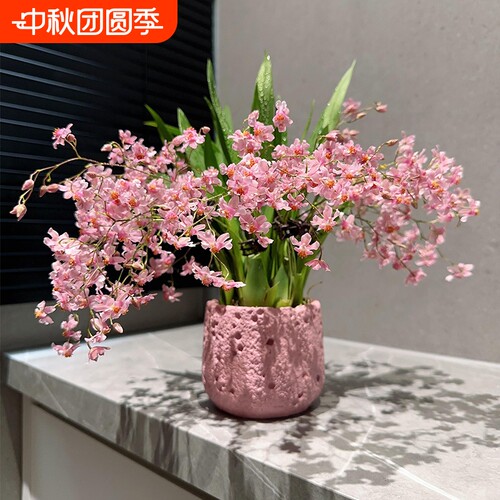 香水文心兰花苗带花剑梦香可水培苔藓球室内花卉盆栽绿植好养浓香