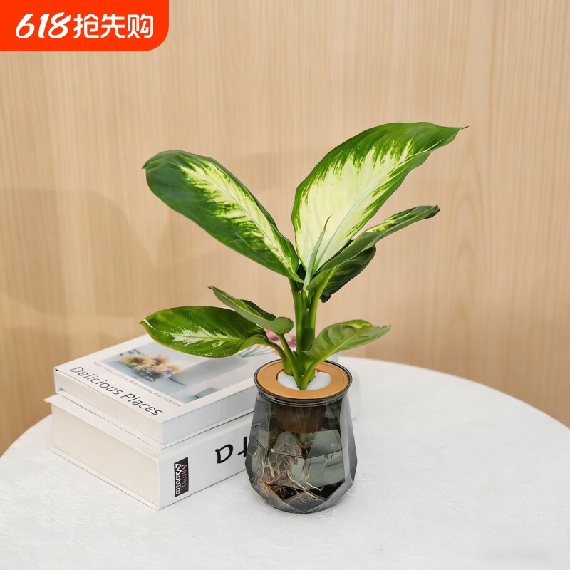 水培植物发财树盆栽万年萝室内绿植好养植物客厅净化空气花卉好物