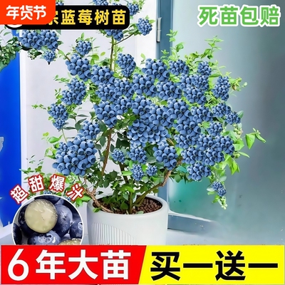 l25蓝莓树果苗盆栽带果发货南北方种植庭院果树兔眼绿宝石特大号