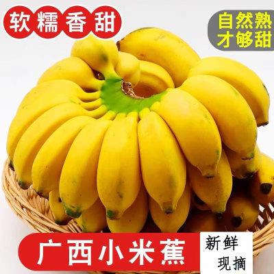 正宗广西小米蕉香蕉9斤新鲜水果整箱当季鲜苹果蕉自然熟粉蕉包邮