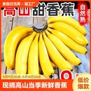 现摘芭蕉大香焦批发整箱自然熟 云南高山甜香蕉新鲜9斤水果当季