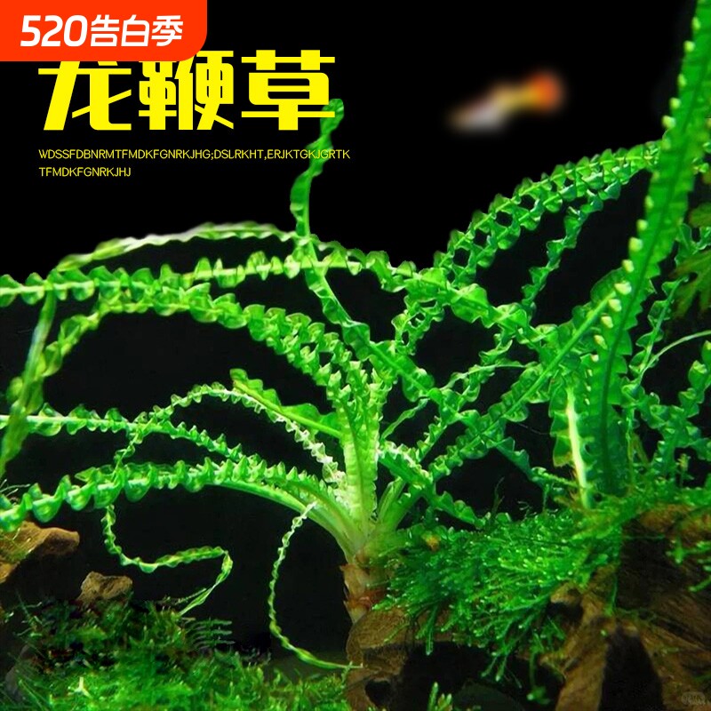 细叶龙鞭草鱼缸造景水草植物高端稀有中后景好养阴性进口水草水质