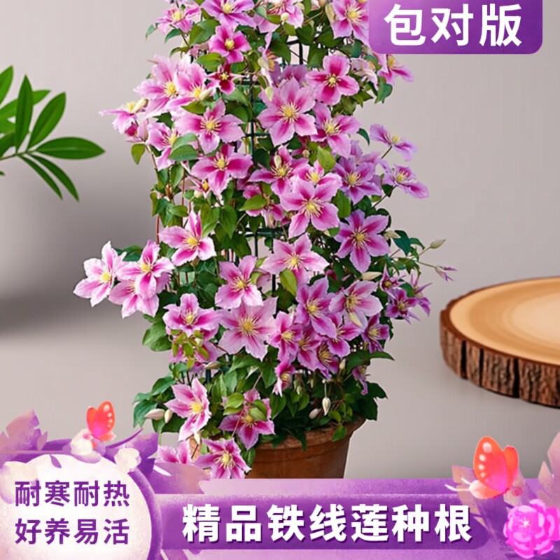 重瓣铁线莲种根爬藤植物乌托邦阳台盆栽庭院地载好养耐热耐寒花卉