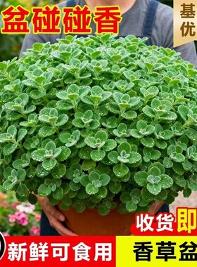 碰碰香盆栽室内多肉植物薄荷驱蚊草花卉净化空气绿植一抹香可食用