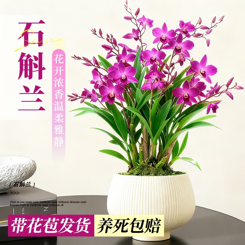 香水石斛兰盆栽带花苞四季好养绿植浓香型石斛室内桌面好养绿植物