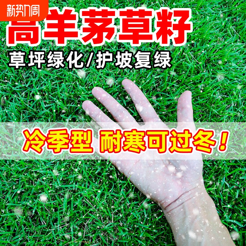 高羊茅草籽耐寒四季青护坡绿化早熟禾黑麦草庭院草坪种子种植耐热