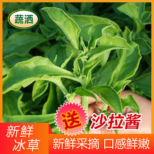 山东新鲜冰菜冰草冰叶菜现摘蔬菜沙拉火锅即食生吃现货食用混合