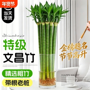 龙竹文昌竹4支金榜题名水培带根富贵竹水养绿植物室内桌面好养活