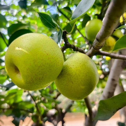 正宗青皇冠梨新鲜水果多汁水果青皮梨整箱包邮