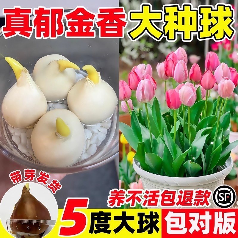 郁金香种球种子盆栽土培水培带花苞原生五度球花卉好养活水仙百合