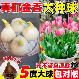 郁金香种球种子盆栽土培水培带花苞原生五度球花卉好养活水仙百合