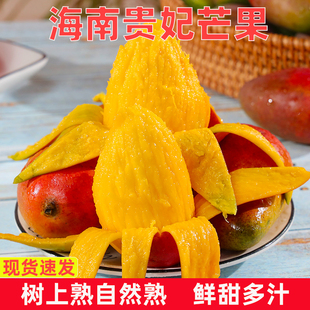 彩虹多汁直发大果海南贵妃芒果 正宗海南贵妃芒芒果新鲜当季