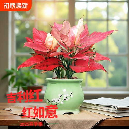 吉利红如意常绿净化空气绿植