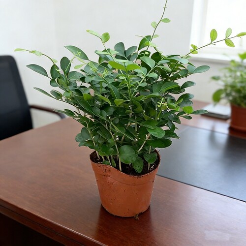 九里香盆栽花卉绿植室内驱蚊四季长绿好养水培观叶植物净化空气