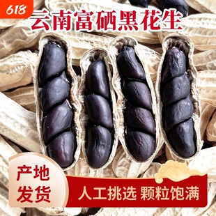 富硒云南黑花生带壳大粒味甜黑皮花生米500g特产新鲜健康晒干