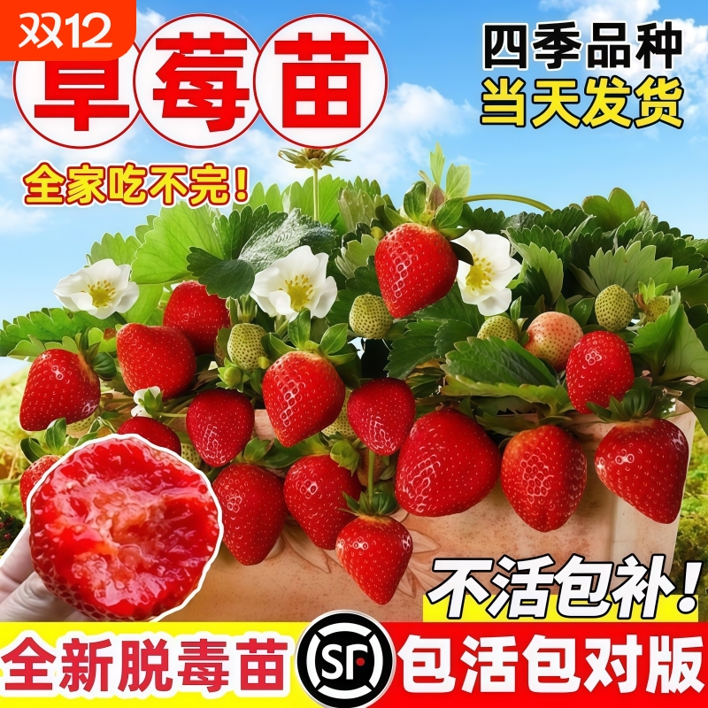 四季草莓苗盆栽带土带果带花当年结果食用红颜牛奶草莓秧阳台带盆