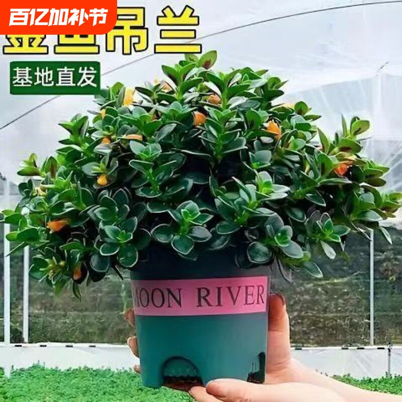 金鱼吊兰金鱼花室内阳台庭院盆栽绿植花卉好养易活耐寒观赏夏秋季