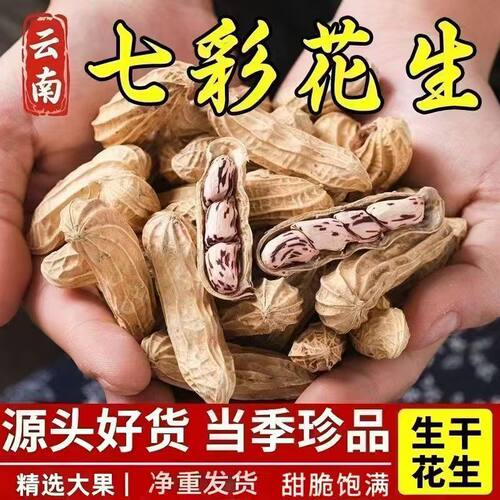 云南七彩花生带壳生的熟新货