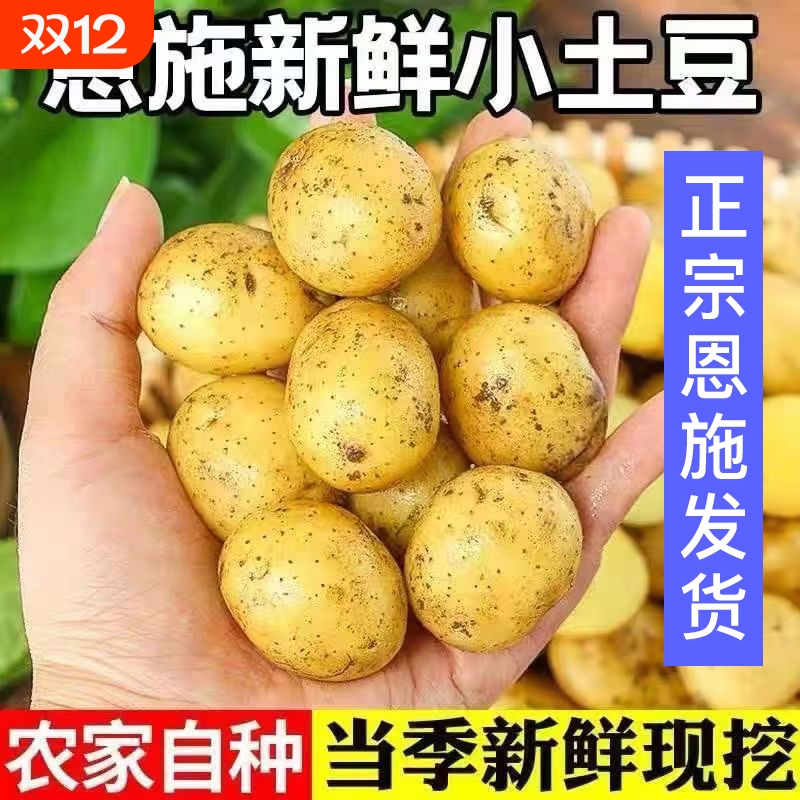 新鲜土豆恩施黄皮黄心粉糯小洋芋迷你高山蔬菜洋芋马铃薯当季自种