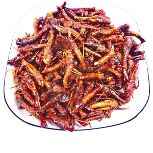 好物推荐新鲜现做油炸蚂蚱去翅膀即食香辣零食 香酥脆高蛋白好吃