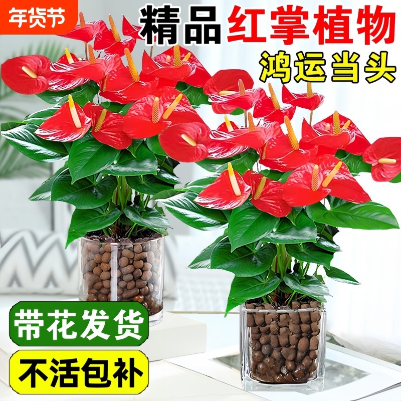 特级红掌盆栽带花鸿运当头一帆风顺易活四季花卉绿植物室内好养