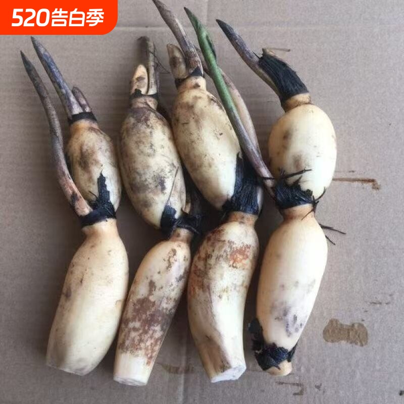 大型高产观赏型可食用莲藕种苗盆栽池塘种植菜藕苗荷花水养莲藕苗