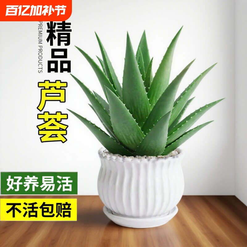 芦荟盆栽室内净化空气绿植物多肉好养花卉仙人掌客厅可食用阳台