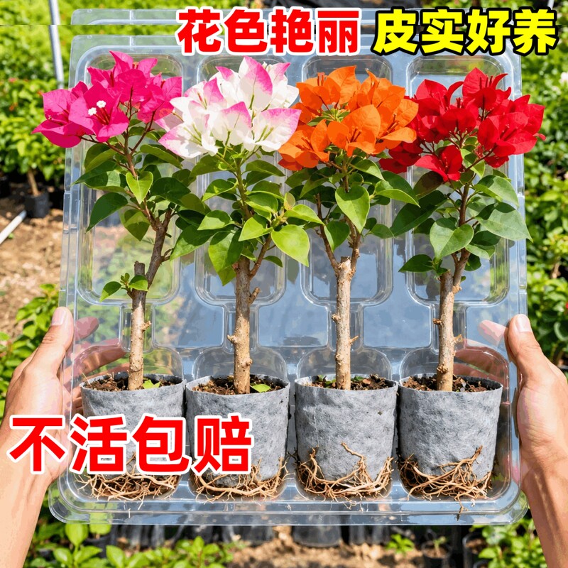重瓣三角梅盆栽带花老桩树苗室内外好养活多季开花爬藤观花绿植
