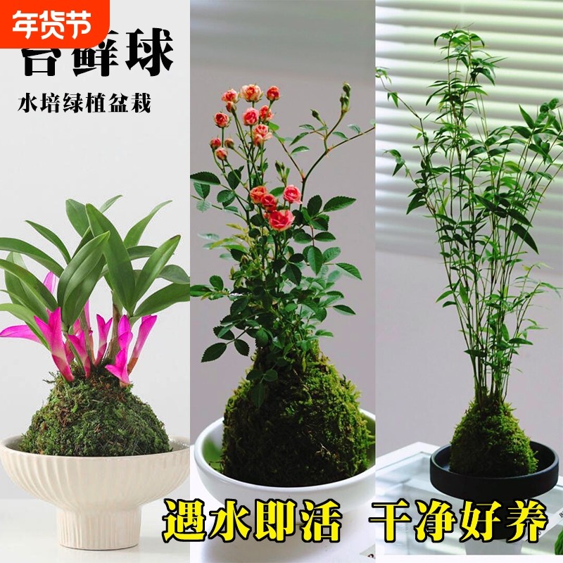水培七彩石斛兰米竹苔藓球带花姬月季盆栽懒人好养绿植室内花卉