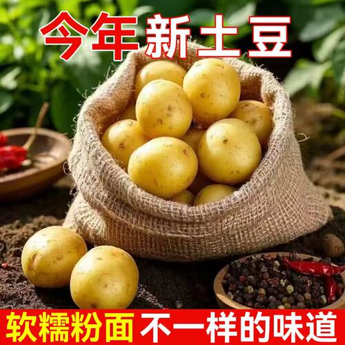 老品种小土豆黄皮黄心