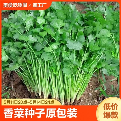 春蝶浓香大叶香菜种子四季种植蔬菜种子菜籽秋冬阳台小院花盆菜孑